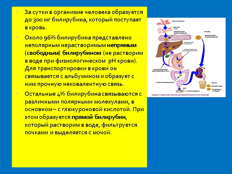 За сутки в организме человека образуется до 300 мг билирубина, который поступает в кровь.